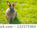 Brown Agouti Rabbit Facing Camera in Bright Green Grass 132575960