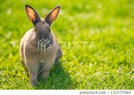 Brown Agouti Rabbit Facing Camera in Bright Green Grass Brown Agouti Rabbit Facing Camera in Bright Green Grass 132575960