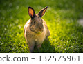 Cute Brown Agouti Rabbit in Golden Hour Sunlight on Green Grass 132575961