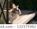 Side View of a Tricolor Lionhead Rabbit on a Wooden Bench 132575962