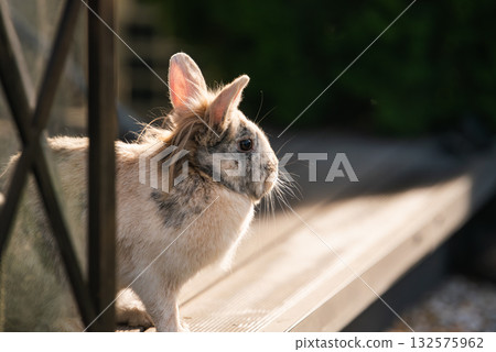 Side View of a Tricolor Lionhead Rabbit on a Wooden Bench Side View of a Tricolor Lionhead Rabbit on a Wooden Bench 132575962