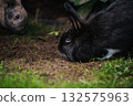 Close-up of Black Lionhead and Agouti Rabbits Foraging in Dirt 132575963