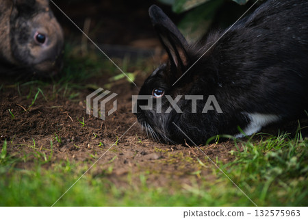 Close-up of Black Lionhead and Agouti Rabbits Foraging in Dirt 132575963