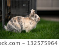 Profile of a Tricolor Lionhead Rabbit Next to a Wire Fence 132575964