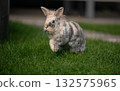 Tricolor Lionhead Rabbit Mid-Run Across a Green Lawn 132575965