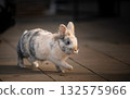 Small Spotted Lionhead Rabbit Walking on Outdoor Patio 132575966