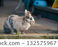 Spotted Lionhead Rabbit Resting on a Low Stone Border 132575967
