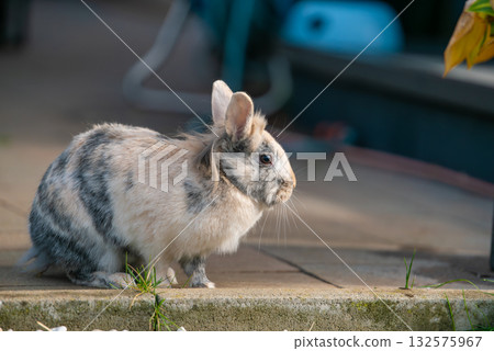 Spotted Lionhead Rabbit Resting on a Low Stone Border Spotted Lionhead Rabbit Resting on a Low Stone Border 132575967