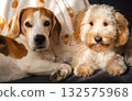 Heartwarming Dog Companionship: Senior Beagle and Fluffy Puppy Portrait 132575968