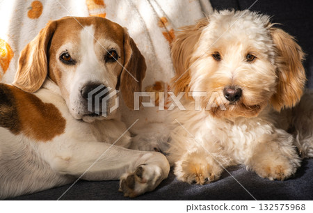 Heartwarming Dog Companionship: Senior Beagle and Fluffy Puppy Portrait 132575968