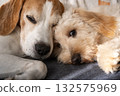 Close-up of Dogs Cuddling: Beagle and Maltipoo Puppy Sleeping 132575969