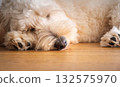 Peaceful Maltipoo Puppy Sleeping on Wooden Floor 132575970