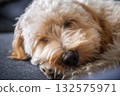 Peaceful Close-up of a Fluffy Poodle-Mix Maltipoo  Puppy Sleeping on a Couch 132575971