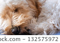 Extreme Close-up of Fluffy Maltipoo Puppy Fur and Nose While Sleeping 132575972