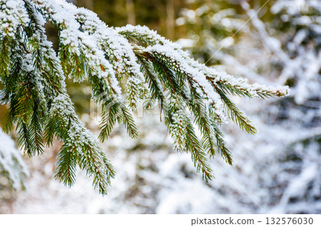 snow covered coniferous tree branch. winter background in carpathian virgin spruce forest. closeup photo. christmas holiday mood on a sunny day. cold weather beautiful green needles snow covered coniferous tree branch. winter background in carpathian virgin spruce forest. closeup photo. christmas holiday mood on a sunny day. cold weather beautiful green needles 132576030