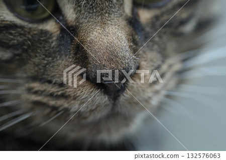 Cat's nose Cat's nose 132576063