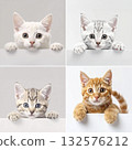 可愛又好奇的小貓咪 3 132576212