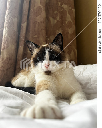 Adult Siamese cat stretched luxuriously across pristine white duvet, showcasing its long limbs and distinctive seal-point markings in bedroom Adult Siamese cat stretched luxuriously across pristine white duvet, showcasing its long limbs and distinctive seal-point markings in bedroom 132576420