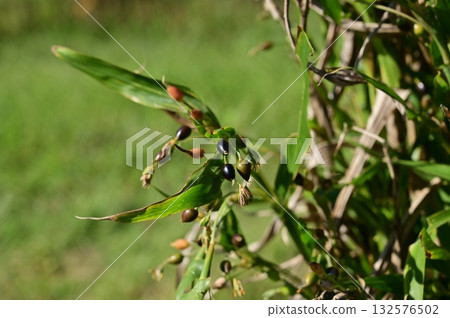 Dayflower (Poaceae) A perennial plant of the dayflower family 132576502