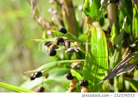 鴨跖草（禾本科） 鴨跖草科多年生植物 132576553