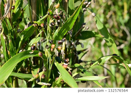 Dayflower (Poaceae) A perennial plant of the dayflower family Dayflower (Poaceae) A perennial plant of the dayflower family 132576564