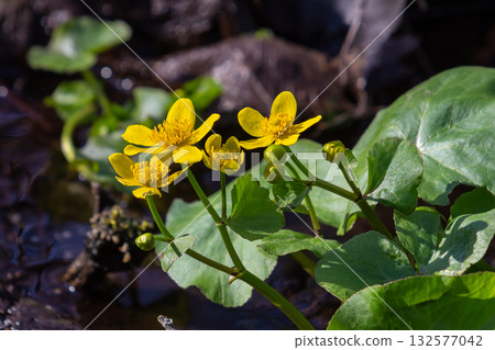 Bright yellow marsh marigold flowers bloom in a wetland area during spring showcasing nature's beauty by the water 132577042