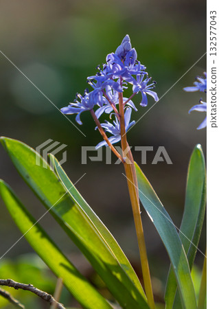 Scilla bifolia blooming brightly in spring showcasing delicate blue flowers against vibrant green foliage in a woodland habitat 132577043