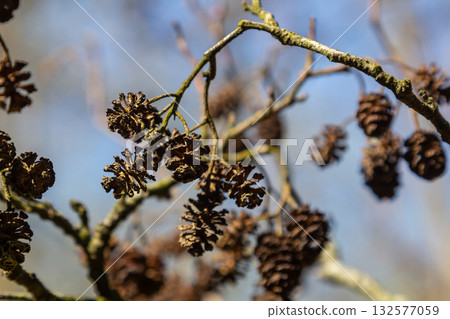 Black Alder tree with characteristic cones hanging from branches in a natural environment near water during a clear day Black Alder tree with characteristic cones hanging from branches in a natural environment near water during a clear day 132577059