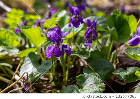 Sweet violet blooms beautifully in a sunny forest adding vibrant color to the lush greenery during the warm spring season Sweet violet blooms beautifully in a sunny forest adding vibrant color to the lush greenery during the warm spring season 132577065