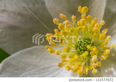 Beautiful close-up of Anemone nemorosa blooming in a spring forest showcasing delicate petals and intricate stamen details 132577072