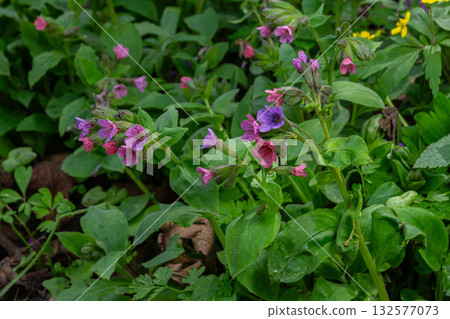 Pulmonaria officinalis blooms in a forest setting showcasing its striking pink and purple flowers in spring Pulmonaria officinalis blooms in a forest setting showcasing its striking pink and purple flowers in spring 132577073