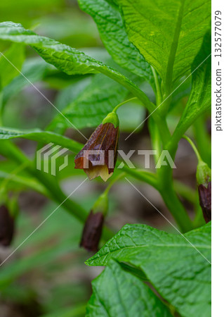 Slovene Belladonna blooms in springtime forest showcasing its unique brownish flowers among vibrant green leaves Slovene Belladonna blooms in springtime forest showcasing its unique brownish flowers among vibrant green leaves 132577079