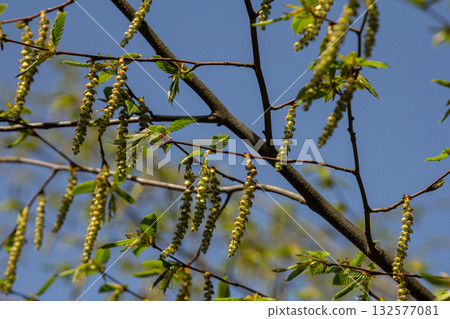 Coltsfoot blooms alongside budding foliage in a clear spring sky 132577081