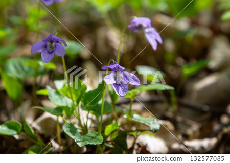 Bright blooming violets enhance the forest floor under sunny weather in springtime Bright blooming violets enhance the forest floor under sunny weather in springtime 132577085