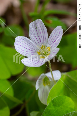 Delicate white flowers of Oxalis acetosella flourish amid lush green leaves in a woodland setting during springtime Delicate white flowers of Oxalis acetosella flourish amid lush green leaves in a woodland setting during springtime 132577086