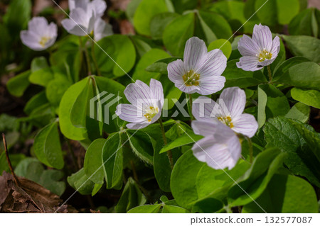 Common wood sorrel blooms in a forest glade showcasing delicate white flowers among lush green leaves during springtime 132577087