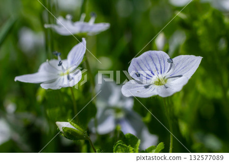 Germander Speedwell blooms in a lush green meadow during springtime showcasing delicate blue flowers in full sunlight Germander Speedwell blooms in a lush green meadow during springtime showcasing delicate blue flowers in full sunlight 132577089