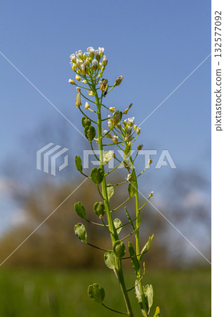 Field pennycress showcases delicate white flowers and flat pods against a bright blue sky in a natural setting during springtime Field pennycress showcases delicate white flowers and flat pods against a bright blue sky in a natural setting during springtime 132577092