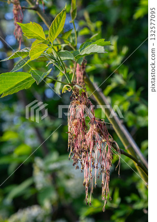 Box elder tree displays drooping clusters of reddish flowers and lush green foliage during early spring in a vibrant natural setting 132577095