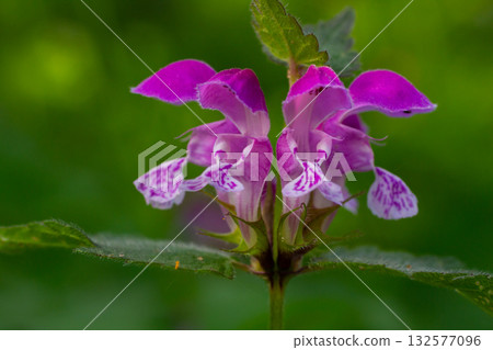 Purple flowers of Lamium purpureum bloom among green foliage showcasing their unique beauty and characteristics in a natural setting Purple flowers of Lamium purpureum bloom among green foliage showcasing their unique beauty and characteristics in a natural setting 132577096
