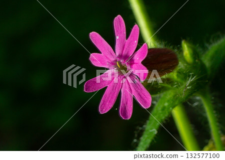 Bright pink flowers of Silene dioica grow in woodlands during springtime showcasing the beauty of Red Campion in its natural habitat 132577100