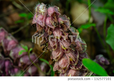 Common Toothwort Lathraea squamaria thriving in the forest undergrowth during early spring months showcasing unique floral structures and colors 132577101