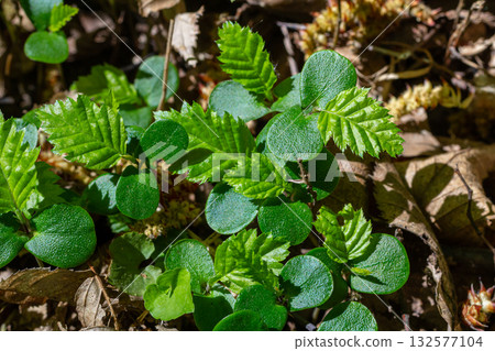 Germinated seeds of Carpinus betulus showcasing cotyledons and radicle in a natural woodland setting during springtime growth period Germinated seeds of Carpinus betulus showcasing cotyledons and radicle in a natural woodland setting during springtime growth period 132577104
