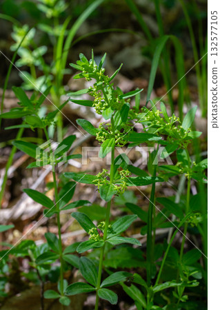 Smooth Crosswort grows in the underbrush showcasing its whorled leaves and delicate green flowers in a lush forest setting 132577105
