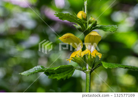 Beautiful yellow flowers of Galeobdolon luteum thrive in a lush woodland showcasing their vibrant color against the greenery Beautiful yellow flowers of Galeobdolon luteum thrive in a lush woodland showcasing their vibrant color against the greenery 132577109