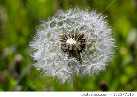 Common dandelion displays its fluffy seed head surrounded by vibrant green grass in a sunny meadow during springtime Common dandelion displays its fluffy seed head surrounded by vibrant green grass in a sunny meadow during springtime 132577110