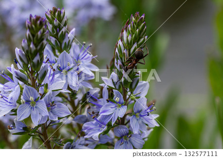 Veronica longifolia blooms in a garden with delicate blue flowers attracting pollinators during the spring season Veronica longifolia blooms in a garden with delicate blue flowers attracting pollinators during the spring season 132577111