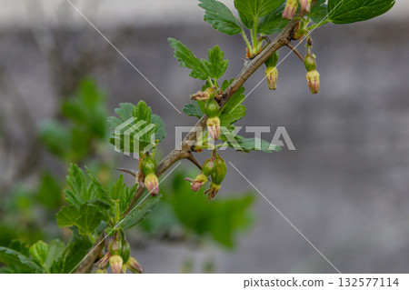 Unripe gooseberries hanging on a bush with green leaves in a garden during springtime Unripe gooseberries hanging on a bush with green leaves in a garden during springtime 132577114
