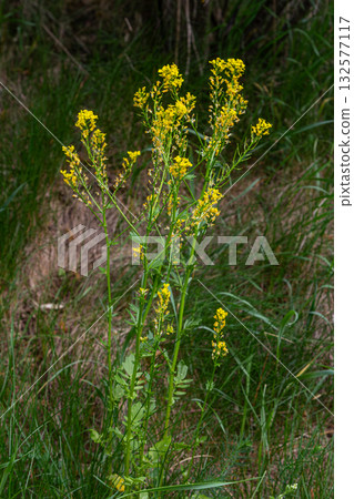 Tall Bunias orientalis plants with bright yellow flowers growing in a grassy area during springtime 132577117