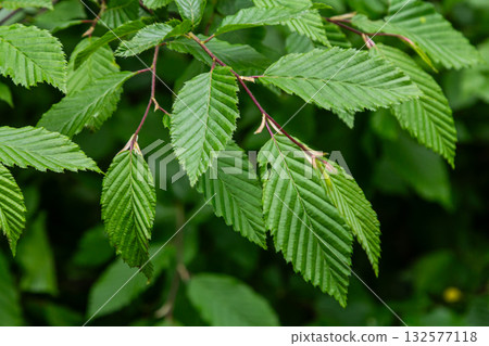 European hornbeam leaves showcase their distinct toothed edges and vibrant green color during mid-spring in a lush forest setting European hornbeam leaves showcase their distinct toothed edges and vibrant green color during mid-spring in a lush forest setting 132577118